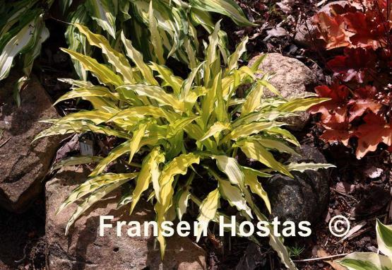 Hosta Kabitan